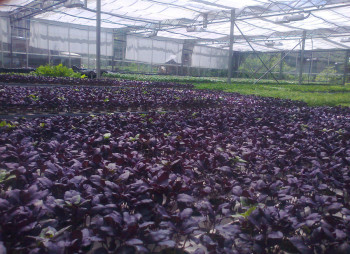 Теплица с системой гидропоники